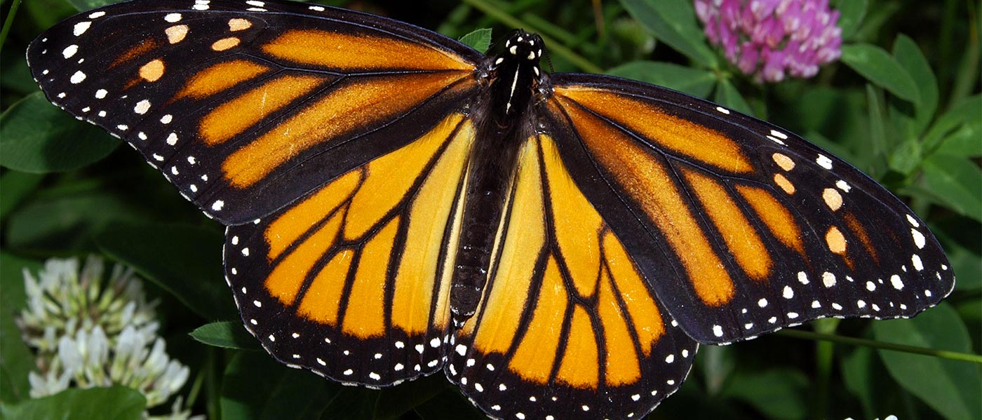pgc-butterfly