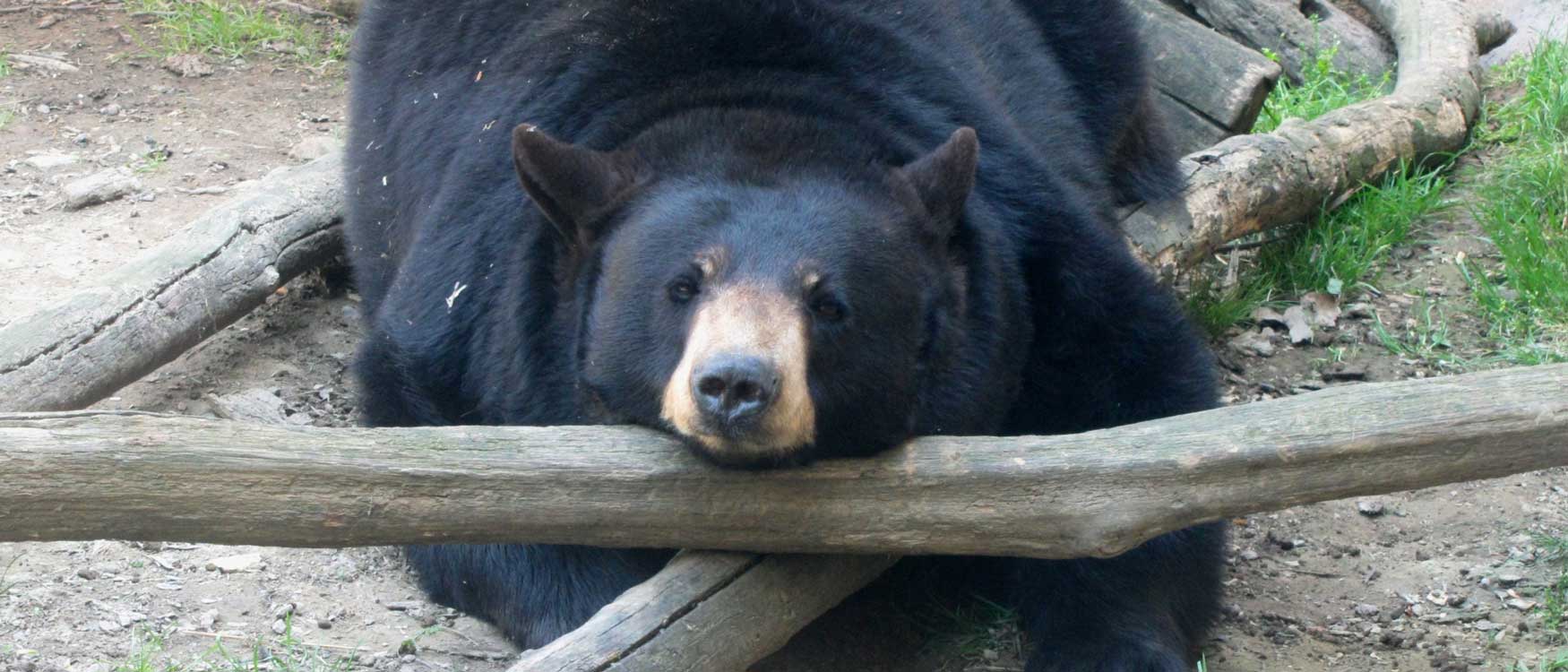 pgc-bear