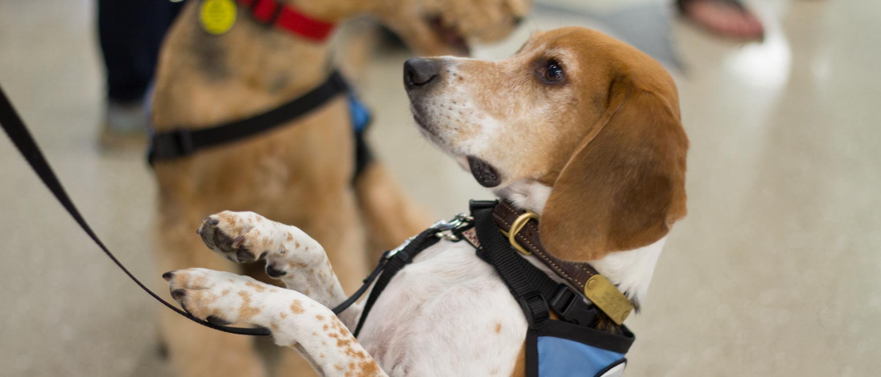 Pensacola airport launches pup patrol