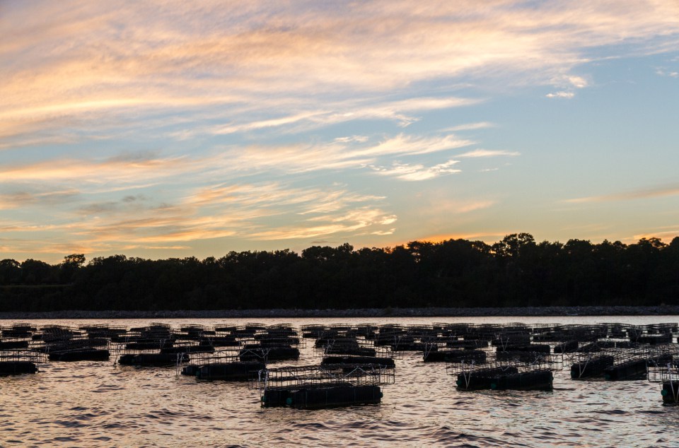 After record rains devastate oyster crop, Pensacola company doubles down