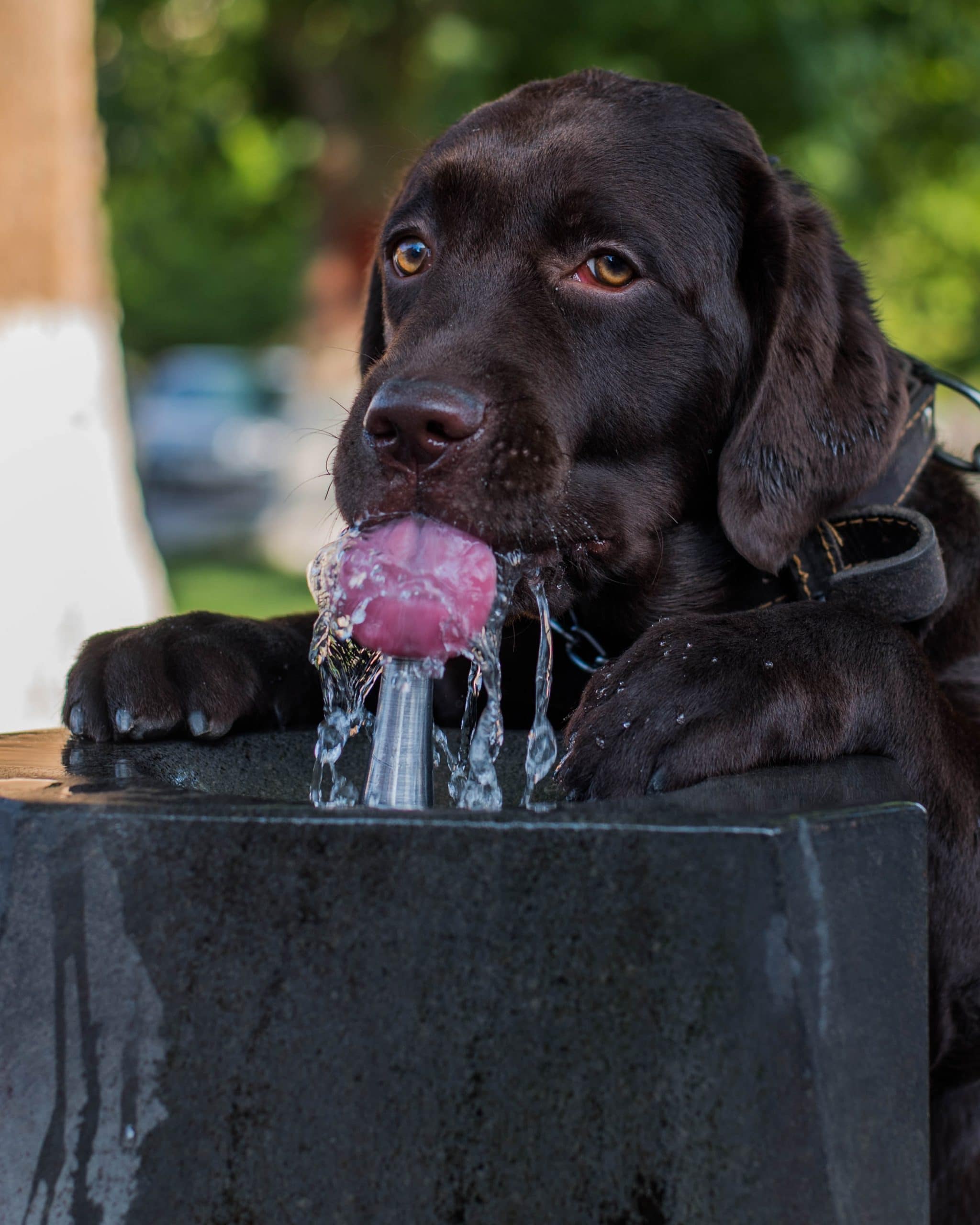 2021 Pupalooza: July’s Pet Hydration Information Event