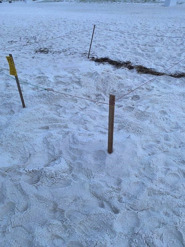 Sea Turtle Nests Vandalized over Fourth of July Weekend