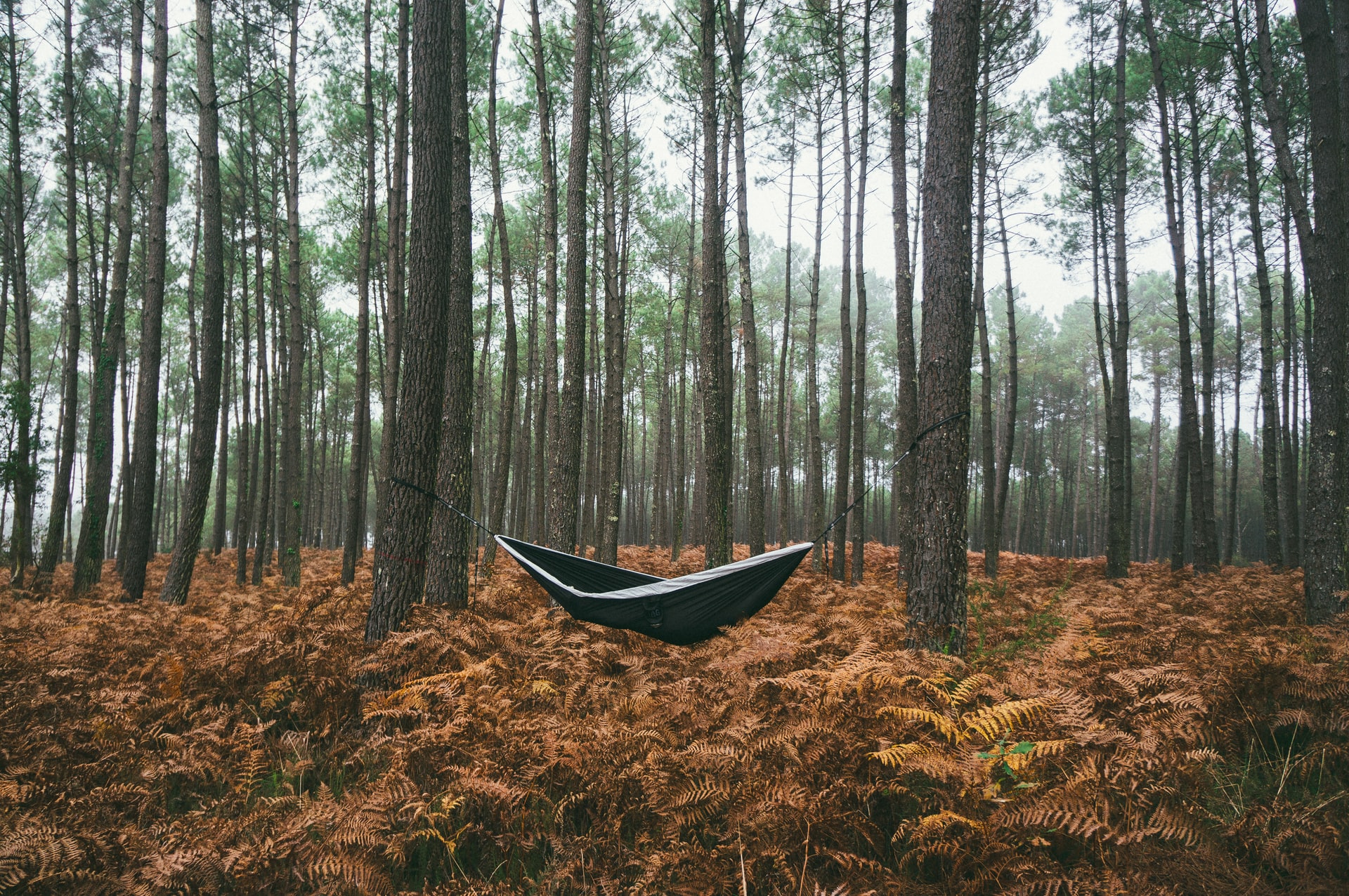 forest with hammock