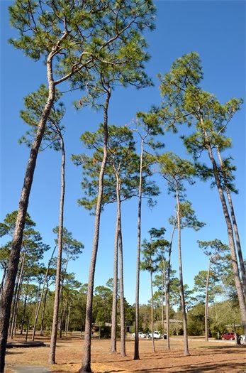 trees City of Pensacola Tree Refurbishment Plan (3)