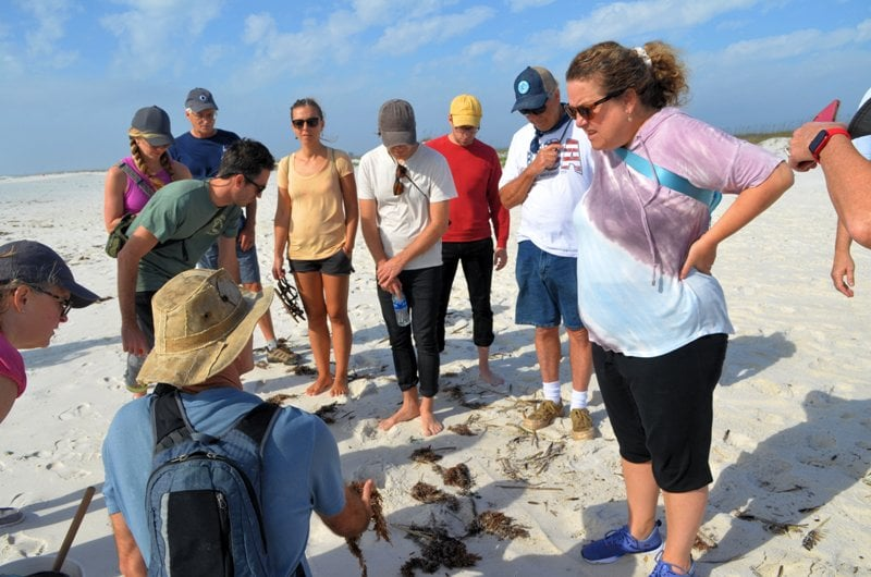 Beach Hike Offers Lessons in Coastal Ecology Healthy Gulf Ecology Walk