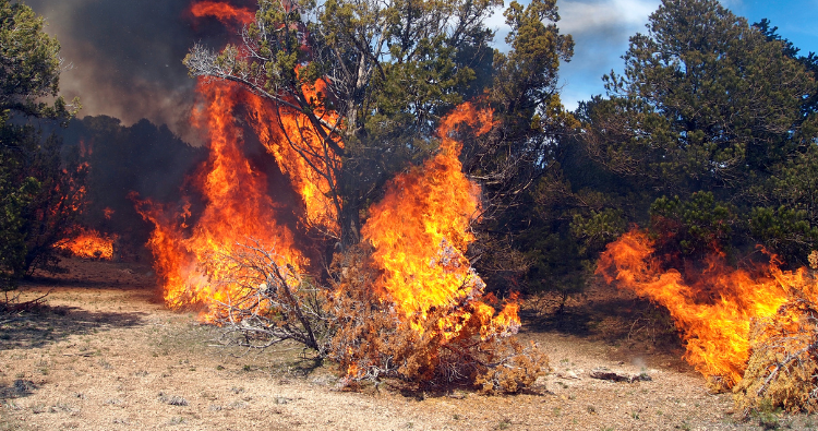 WildFire WildFire