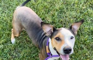 Adopt a dog for Valentine’s Day