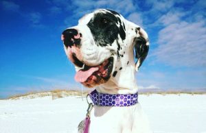 Calling all our Local Pulse Dog Friends!
