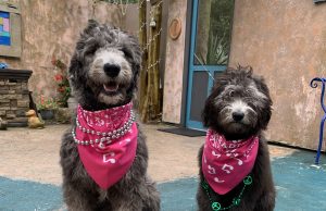 Strut your Mutt at Pensacola Paw-Di Gras
