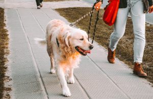 Walk 50 miles with your dog in March