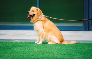 Pensacola Dog Fanciers Association to host All-Breed Dog Show