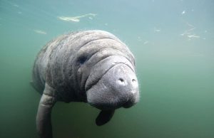 That Time a Manatee Washed My Hair