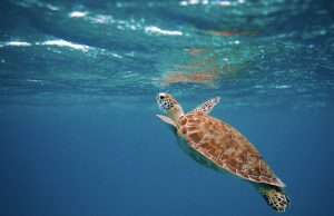 Take a Field Trip to the Florida Ecosystem