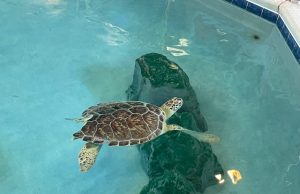 Meet Sweet Pea the Sea Turtle