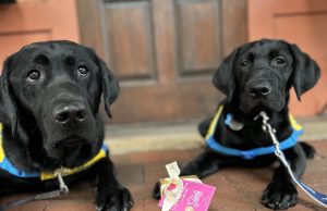 From Puppy Influencers to Furever Friends
