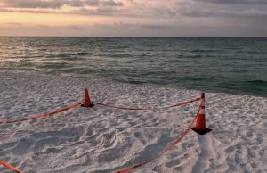 First Loggerhead Nest of the Season
