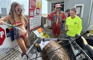 Pensacola Beach Pier Turtle Rescue