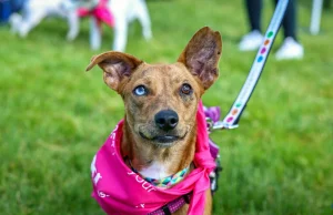 “Empty the Shelters” in Escambia County