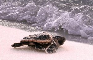 Pensacola’s First Sea Turtle Hatches of the Season