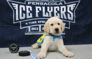 Ice Flyers Welcome New Team Pup, Buccella