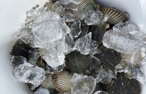 Gulf County Scallop Season Starts Today!