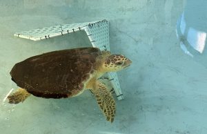 Behind the Scenes: The Gulfarium C.A.R.E Center