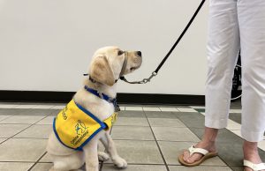 September is National Service Dog Month