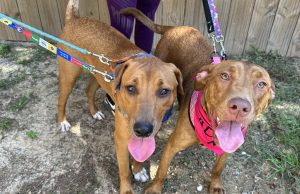 Foster a pet as part of Pensacola Humane Society’s Jingle Paws Program