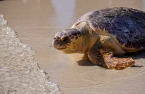The 2023 Escambia County sea turtle nesting statistics are in