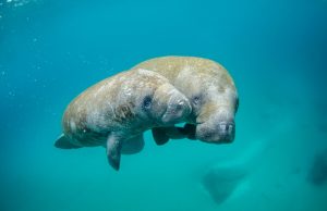 The Gulfarium Partners with Manatee Rescue and Rehabilitation