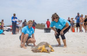 Gulfarium C.A.R.E. Center Successfully Releases First Two Sea Turtles of the Season
