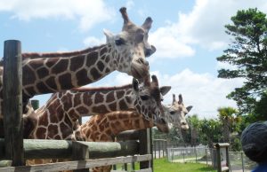 The Gulf Breeze Zoo is turning 40!