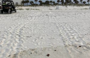 First Loggerhead Nest Recorded on Pensacola Beach