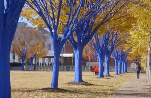 ‘The Blue Trees’ Art Exhibit is coming to Pensacola