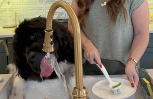 A Pet Lovers Guide to Buying a Home