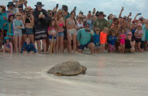 Gulfarium C.A.R.E. Center Releases Five More Sea Turtles Back Into the Gulf of Mexico