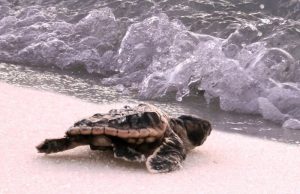 Pensacola Beach Celebrates First Sea Turtle Hatch of the Season