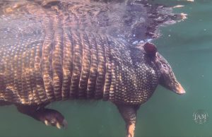 Storytellin’ and Swimmin’ Armadillos