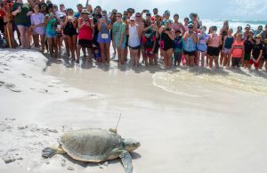 Historic Release of Endangered Sea Turtle