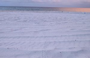 Perdido Key’s First Sea Turtle Hatch of the Season