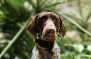 Pensacola Police Department Welcomes K-9 Oakley