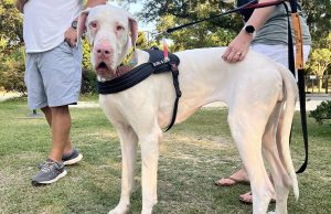 “Raise the Woof” at the 8th Annual Danetoberfest