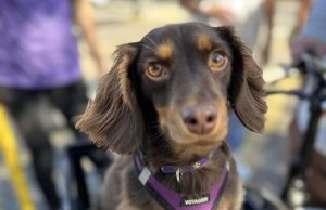 Barktoberfest scheduled for October 27