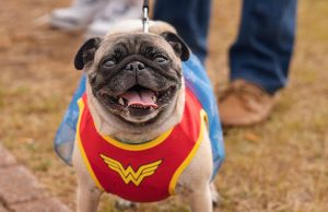 Barktoberfest 2024 promises furry family fun