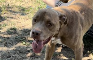 Free Pet Adoptions through October 15