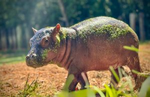 Gulf Breeze Zoo Welcomes Chibuzo