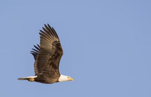 The Bald Eagle Is Now The Official U.S. Bird Of The U.S