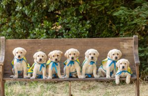 Help Name Blue Wahoos new Influencer Puppy