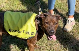 Longest Resident Ever At Animal Shelter Goes Home