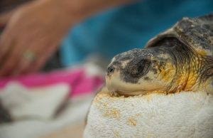 Gulfarium CARE Center Welcomes Eight Cold-Stunned Sea Turtles